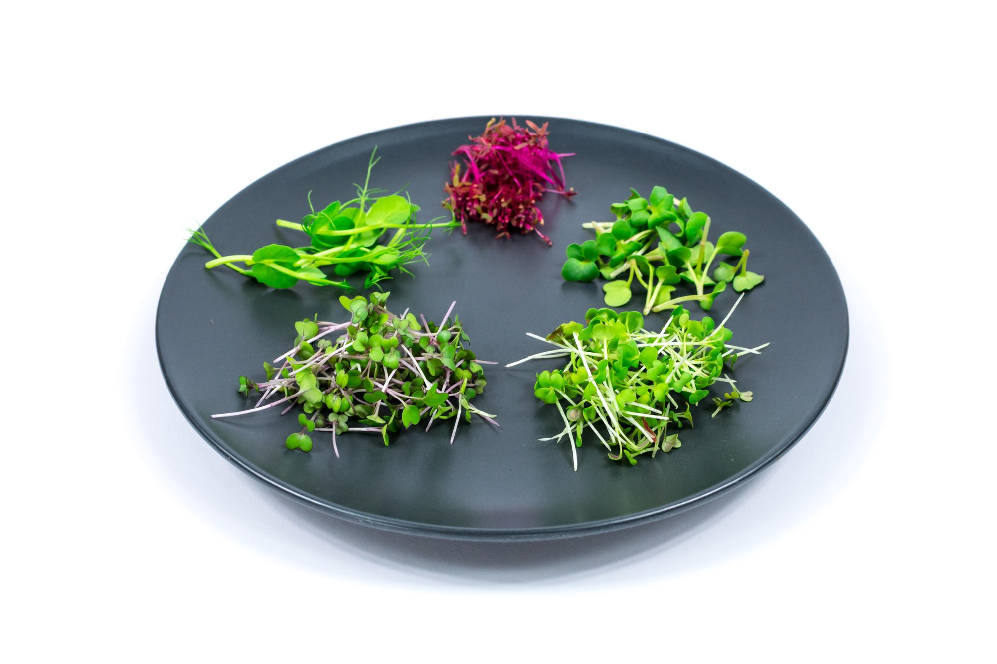 Plated seasonal starter with microgreens and glossy glaze